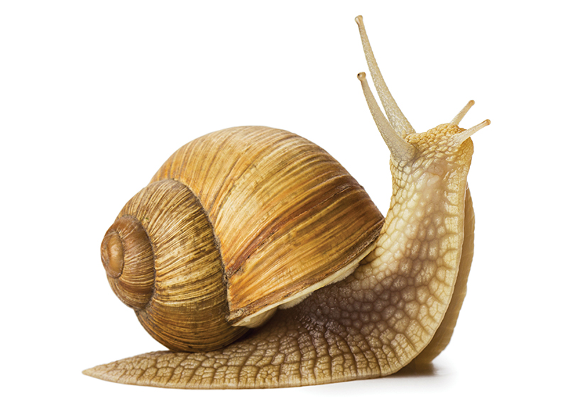 The snail in the ginger beer bottle Dermatology in practice